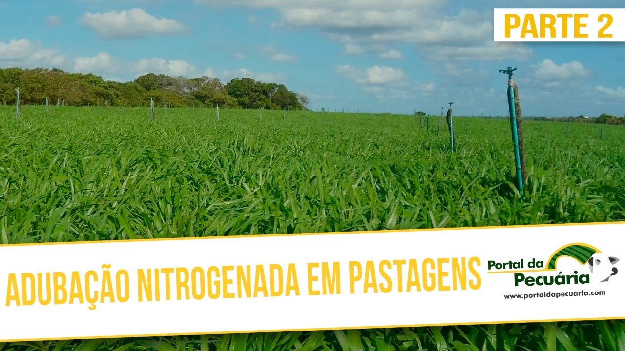 Adubação nitrogenada em pastagens - Parte 2