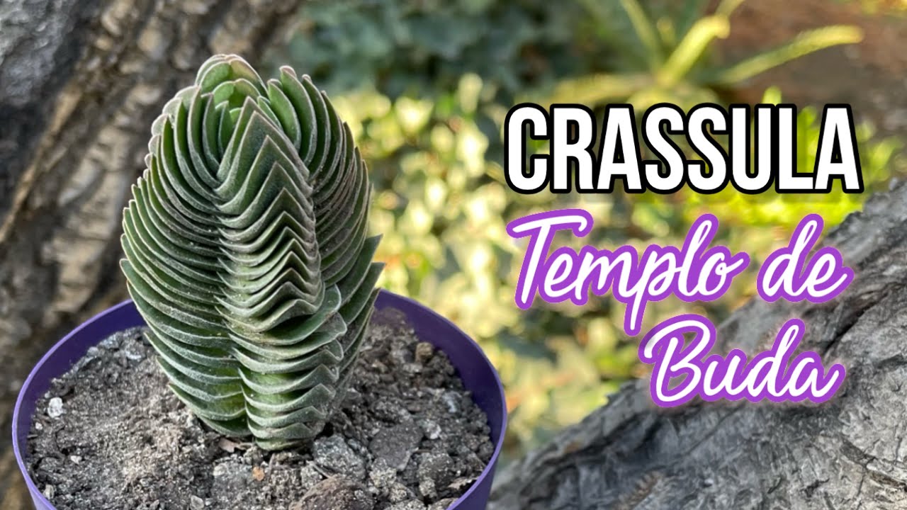 CRASSULA TEMPLO DE BUDA | Cuidados