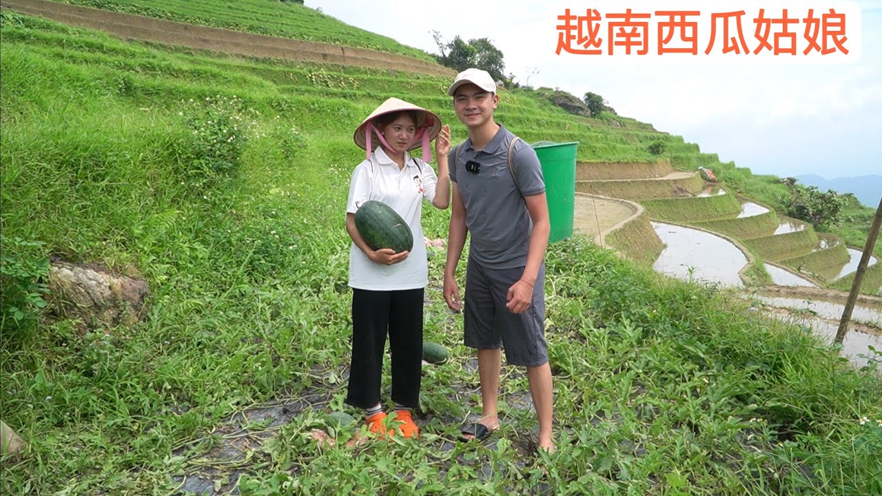 越南泡妞者來跟賣西瓜的姑娘去果園摘果，她又送兩個西瓜了。是不是喜歡我了。