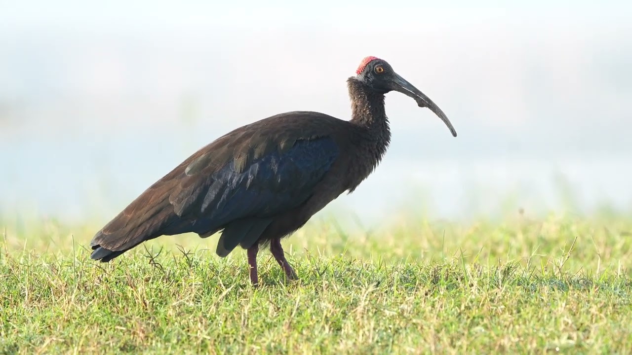 An Ibis foraging food in grassland 