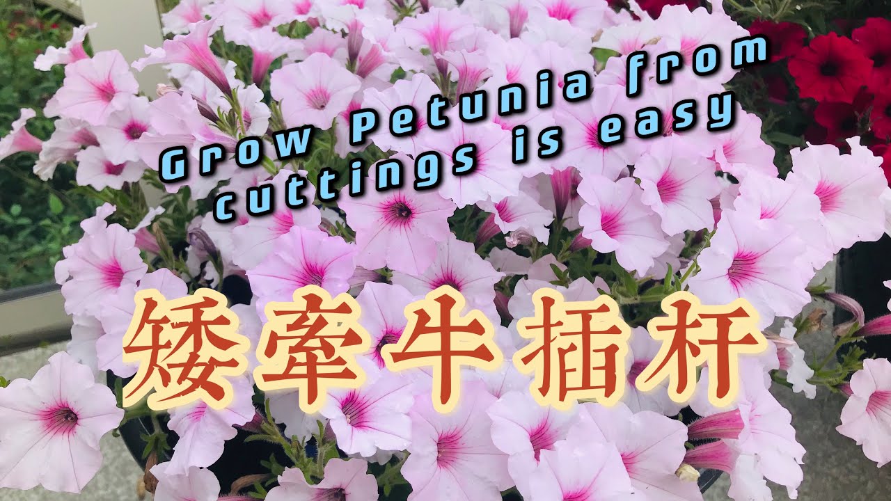 怎么进行矮牵牛插杆繁殖How to Grow Petunias from Cuttings