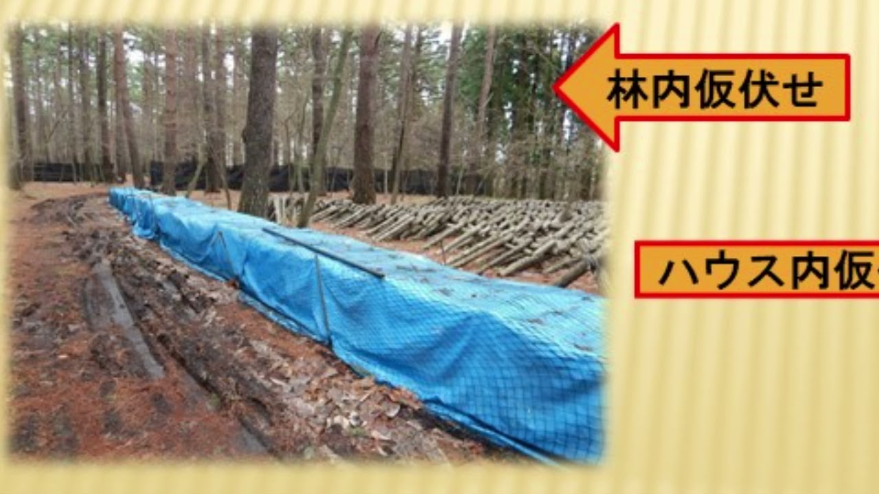 原木シイタケの栽培方法 仮伏せ編