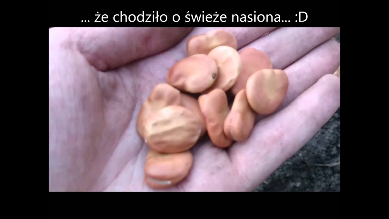 Siew 1kg bobu do gruntu | Bób uprawa 2016