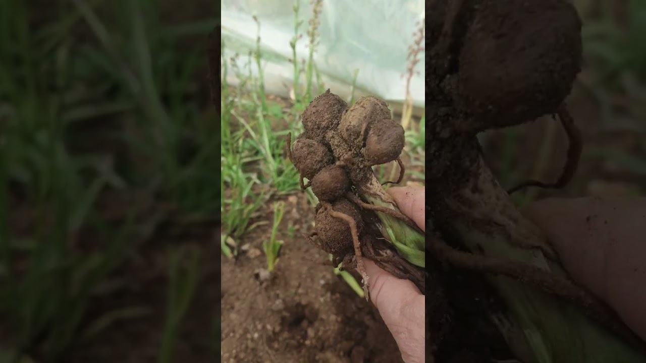salep hasadına devam bucak katirtirnagi, orchis grupları