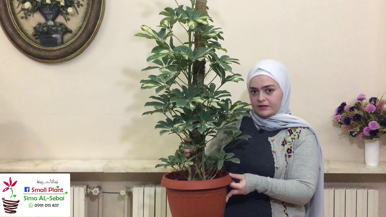 من النباتات الداخلية (الشفليرا) وطرق العناية بها (الجزء الأول)