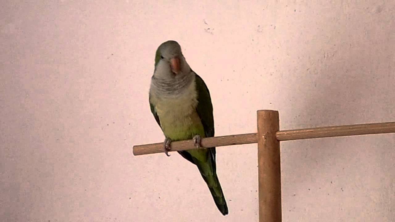 Mnicha nizinna (Myiopsitta monachus)
