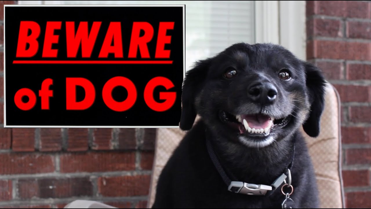 BEWARE OF DOG