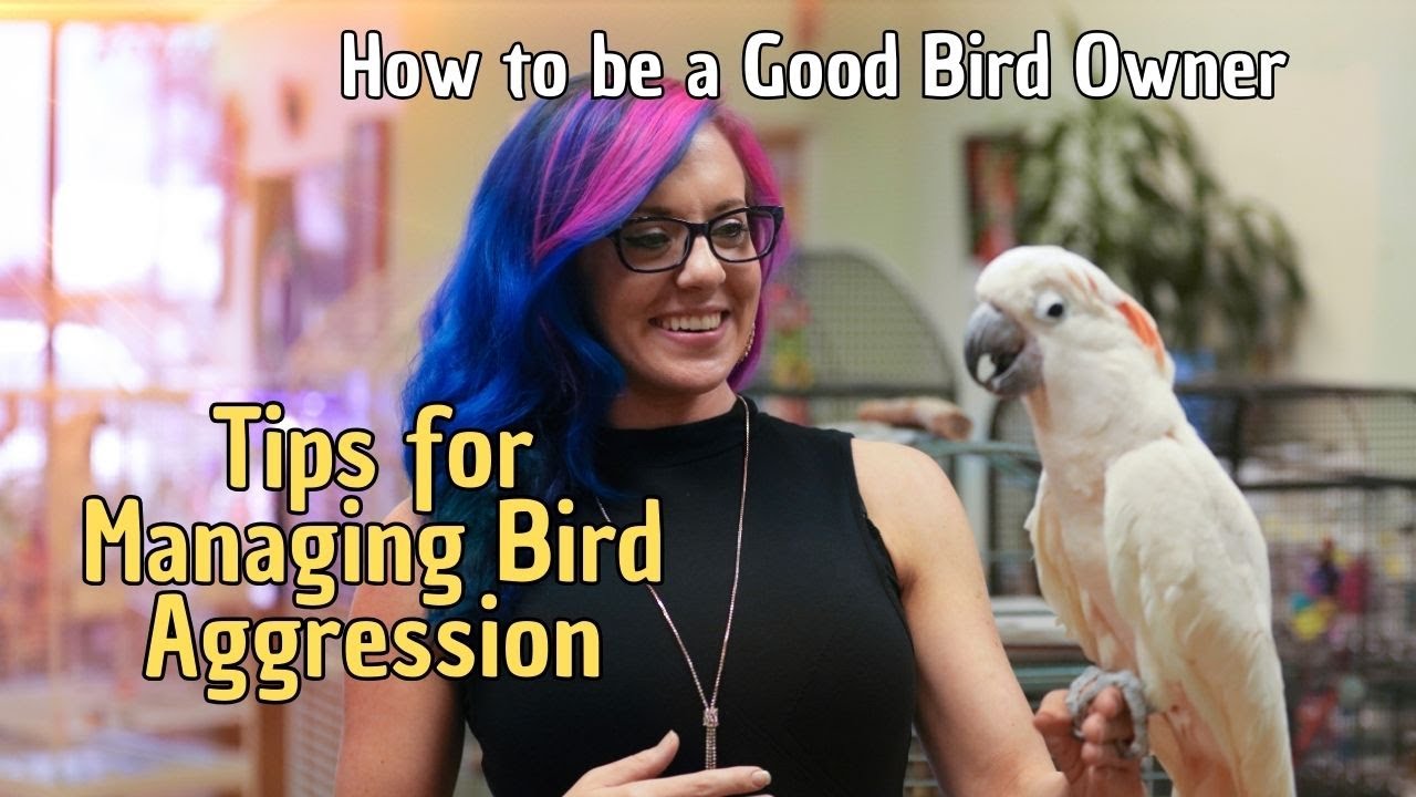 🦜 9 Tips for Managing Bird Aggression 🐥 How to be a good bird owner