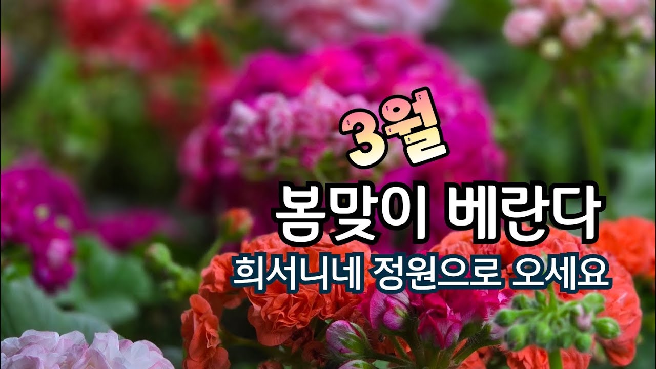 3월 봄맞이 베란다~희서니네 정원에서 시작합니다!#제라늄키우기 #베란다정원 #가드닝 #꽃 #반려식물 #제라늄꽃#봄맞이