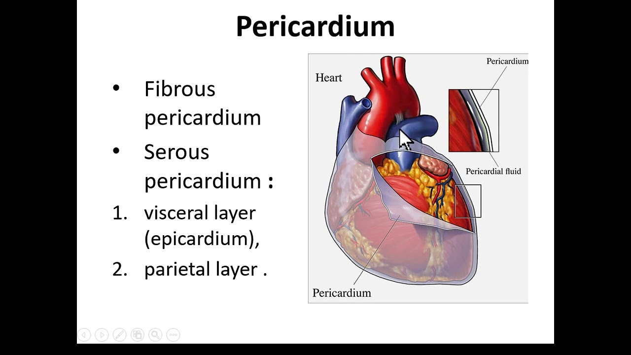 The Cardiovascular system: introduction of Angiology #anatomy  #heart #physiology
