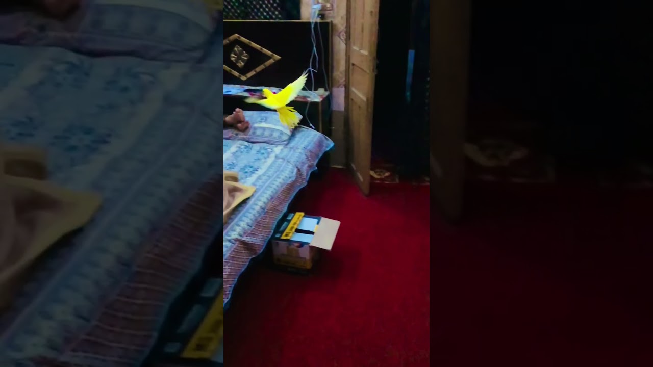 Yellow Ringneck Parrot 🥰❤️