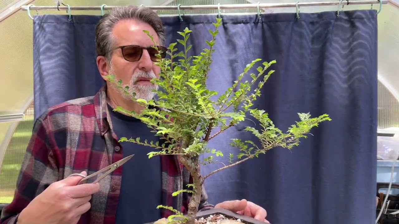 Seiju Elm Branch Selection and Structural Pruning.  12-May-2024