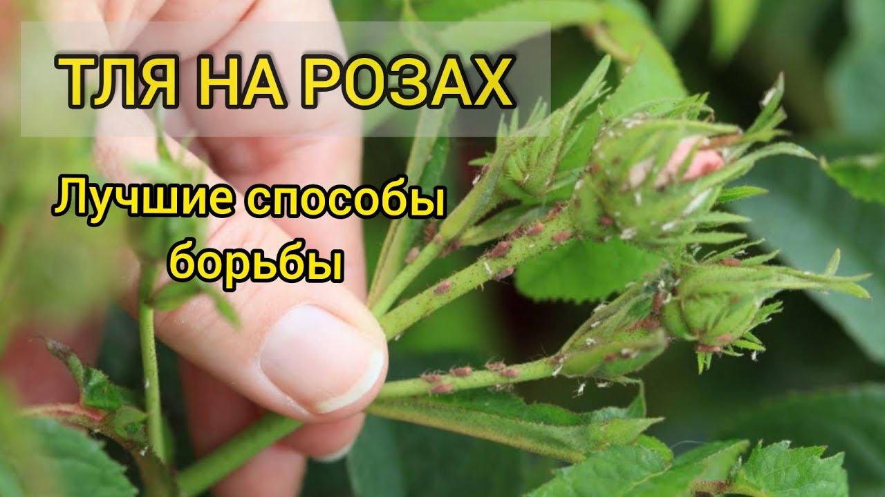 Тля на розах. Лучшие методы борьбы с вредителем