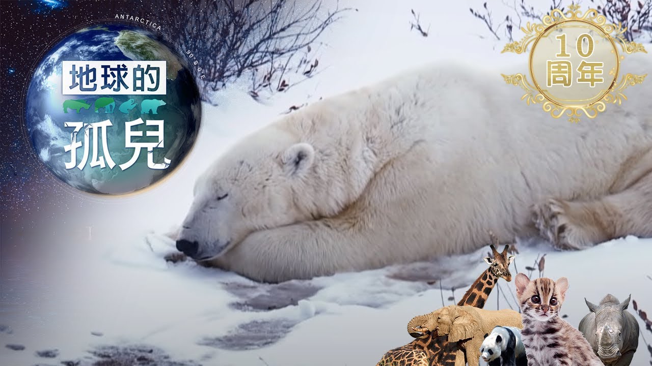 地球的孤兒~熊的國度，北極熊世紀末滅絕倒數 Orphans of the Earth/ The Extinction of Polar Bears【全集】｜白心儀