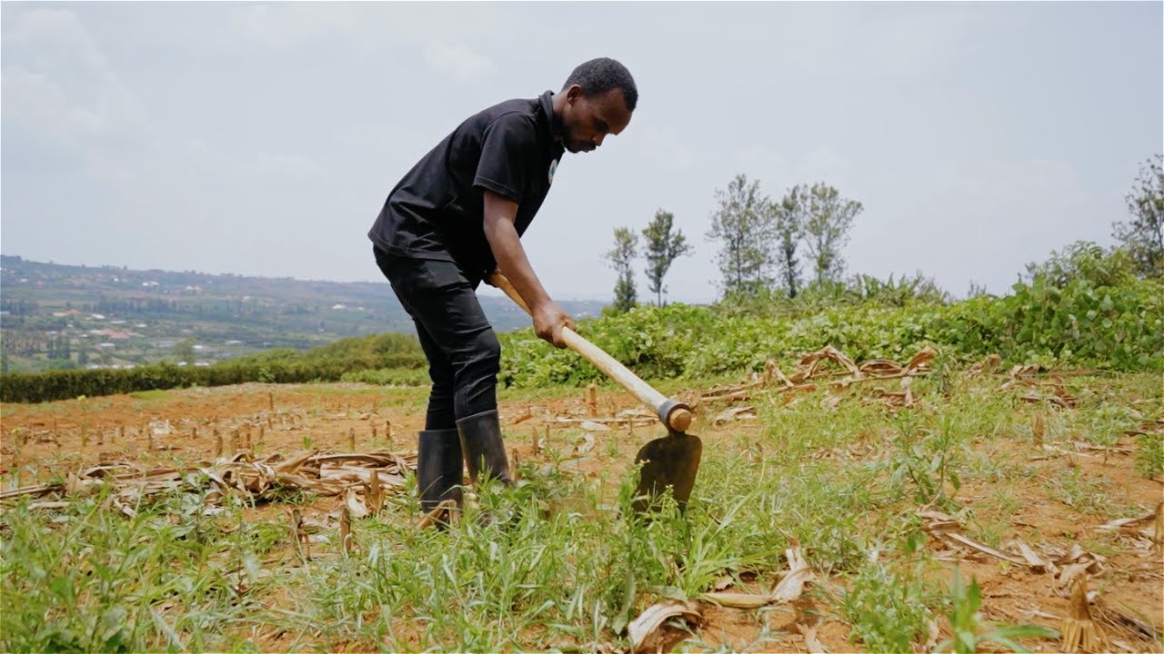 Uko Wategura Ukanahinga Umurima w' Ibishyimbo Usigasira Ubutaka