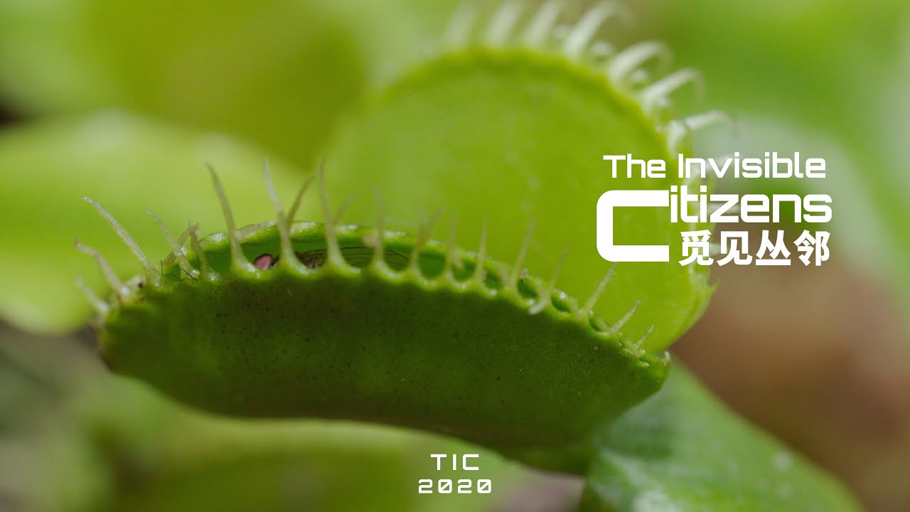 捕蝇草机关的秘密:捕蝇草的夹子是如何被触发的|觅见丛邻The Invisible Citizens