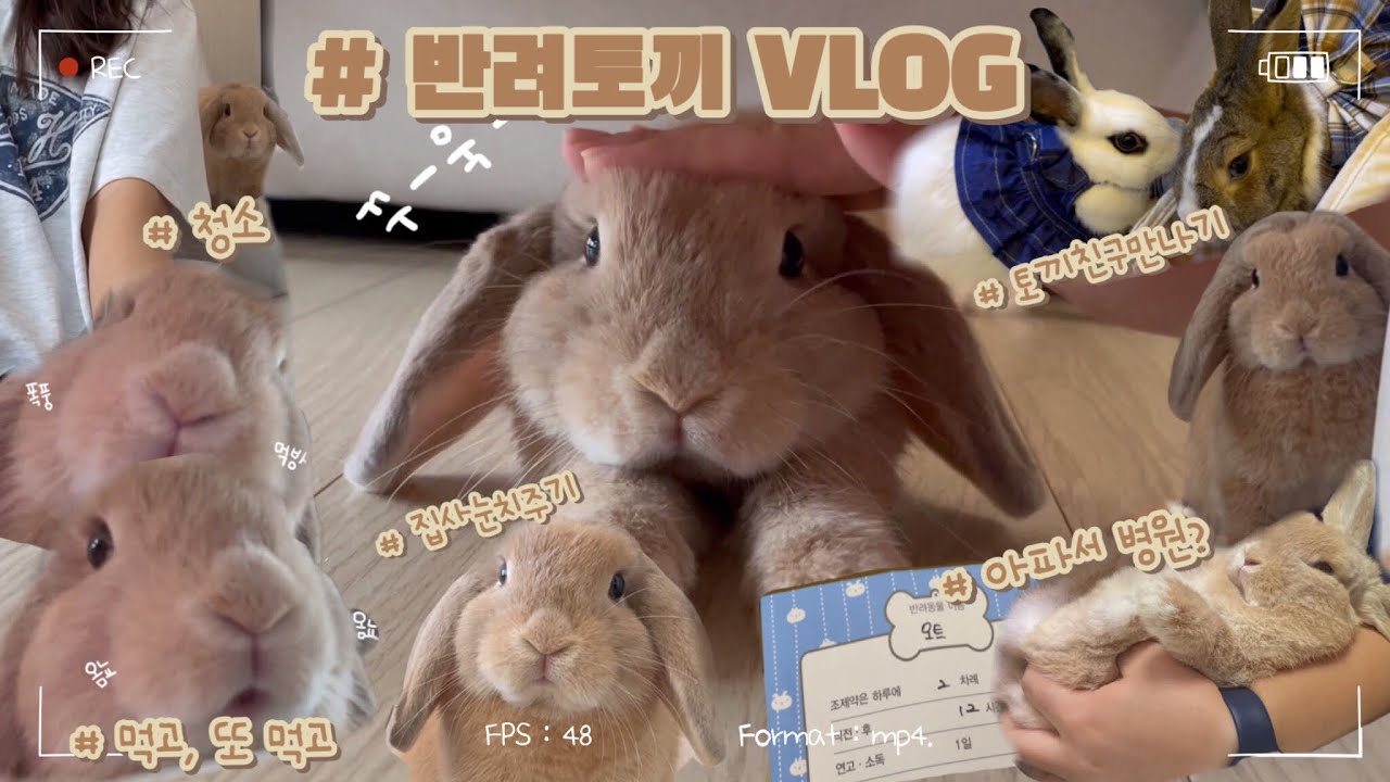 [Oat House] VLOG_7 무슨 토끼가 이렇게 눈치를 준담? (4개월차 오트)
