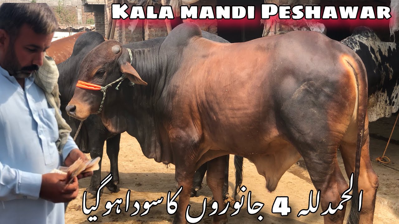 Alhamdullilah 4 Janwaro Ka Soda Hogaya | Kala Mandi Peshawar |