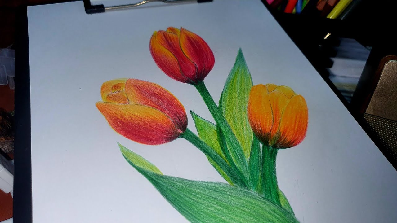 Vẽ Hoa Tulip Bằng Chì Màu - Tulip Drawing With Colored Pencils