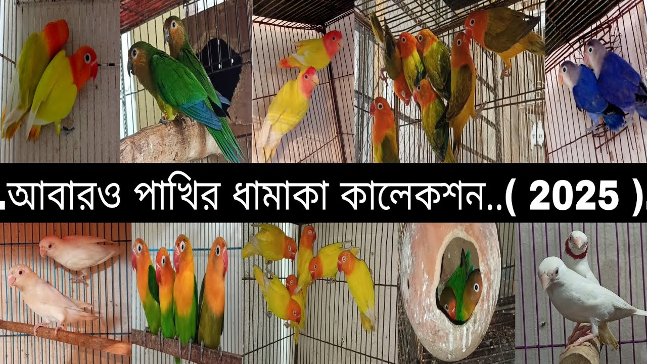 আবারও পাখির ধামাকা কালেকশন..( 2025 )