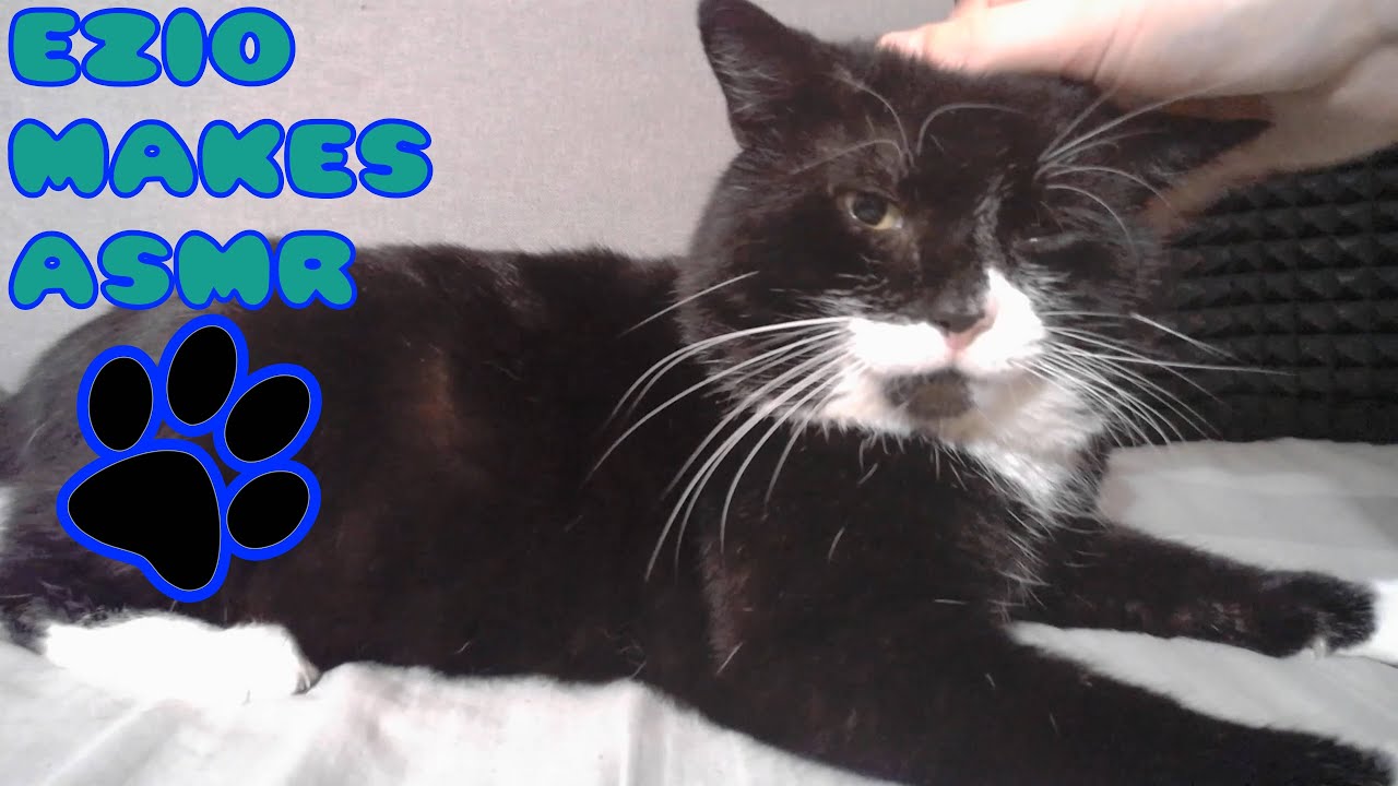 My Cat MAKES ASMR And It's the CUTEST Thing Ever