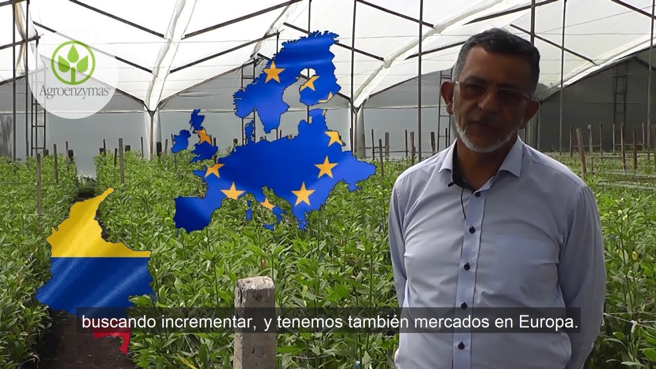 Rooting en cultivo de Astromelia Colombia