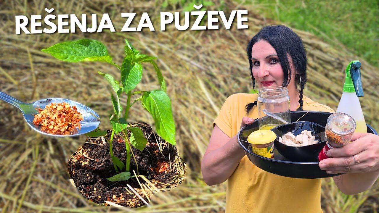 3 НАИБОЛЕЕ ЭФФЕКТИВНЫХ Натуральных Средства Против СЛИЗНЕЙ