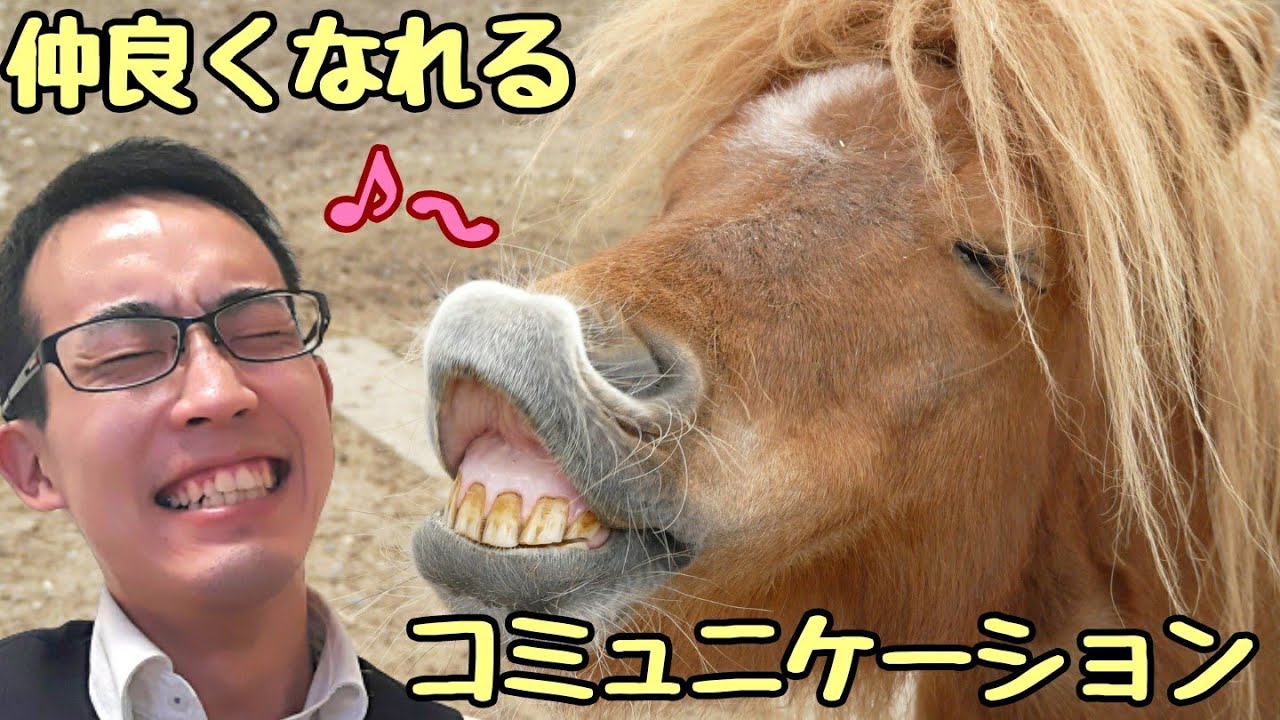 目指せ馬との意思疎通！馬の触り方と、コミュニケーションの考え方！