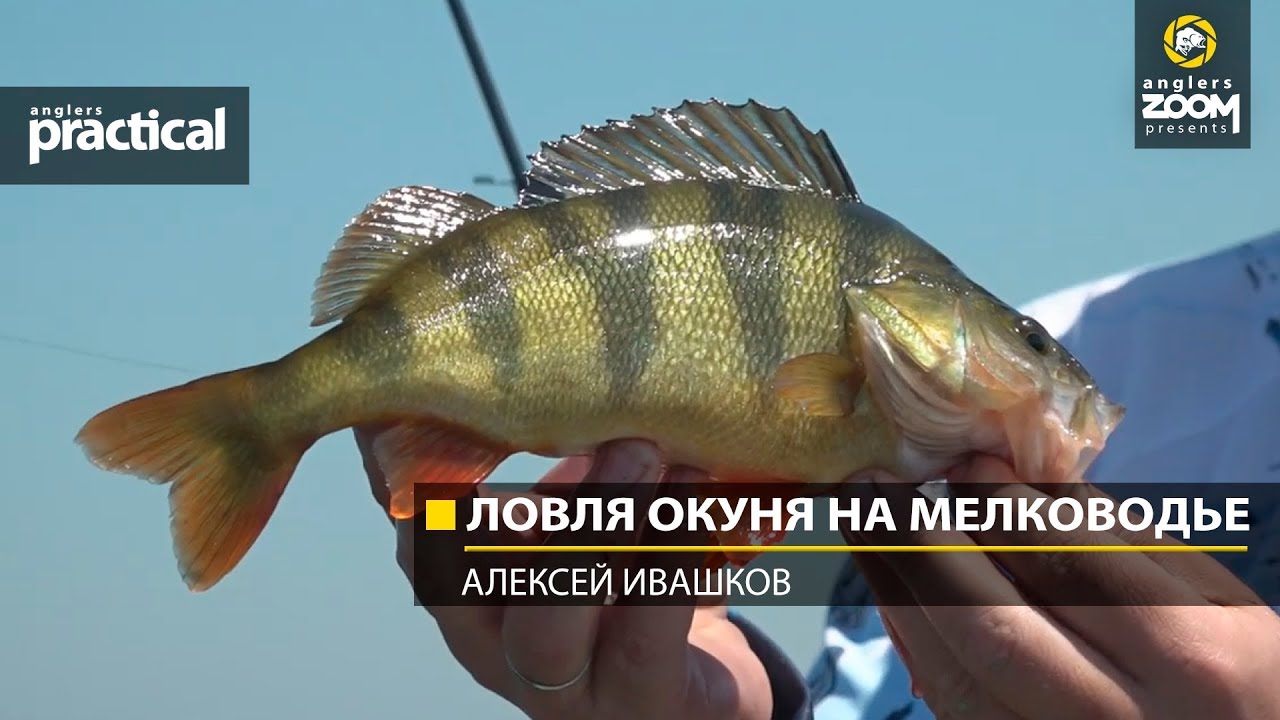 Ловля окуня на мелководье.  Алексей Ивашков. Anglers Practical