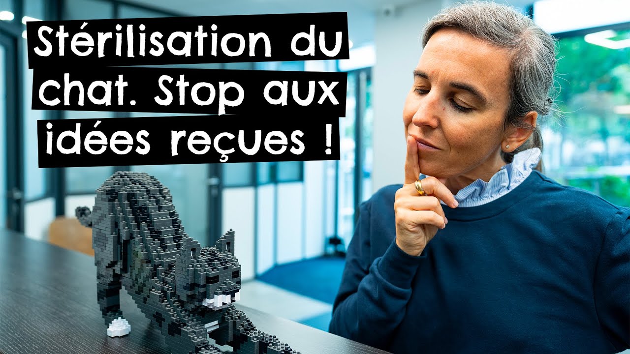 Stérilisation du chat. Stop aux idées reçues ! 🐱
