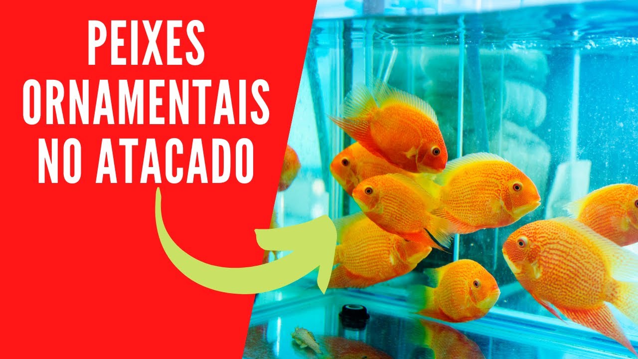 Fornecedores de peixes ornamentais