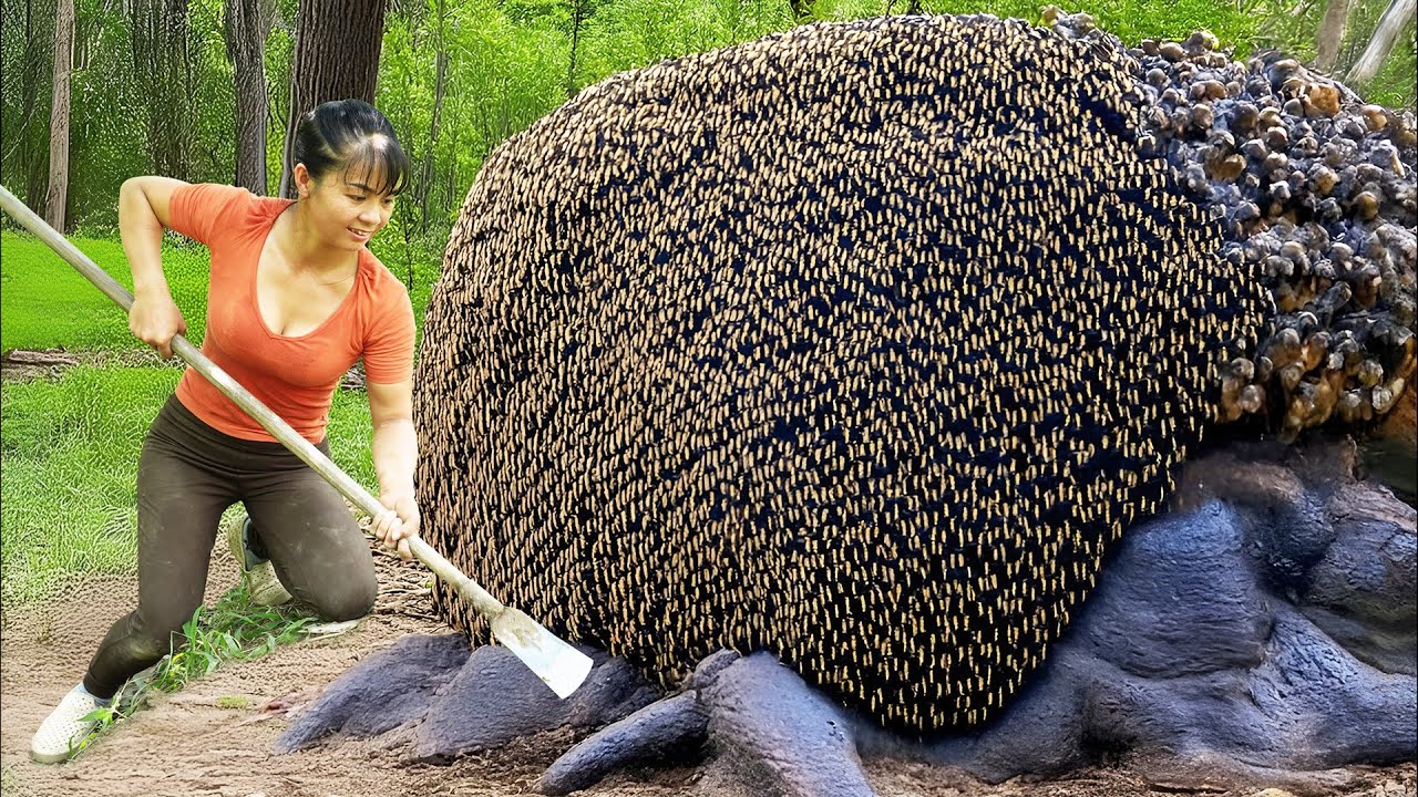 Harvesting Coconut Weevils And Silkworm Goes To Countryside Market Sell - Farm Life