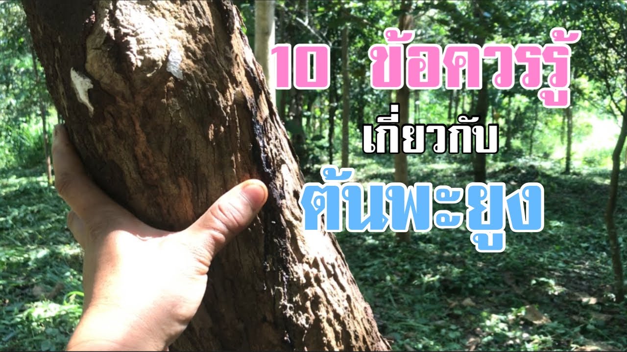 10 ข้อที่ควรรู้เกี่ยวกับต้นพะยูง คนปลูกต้นไม้ควรดูครับ [ดินแดนแห่งเสรีภาพ]