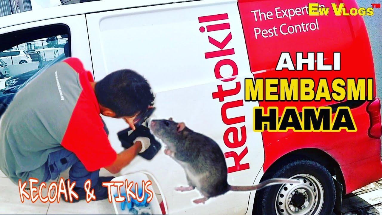Rentokil ahli pembasmi HAMA kecoak dan tikus kabur