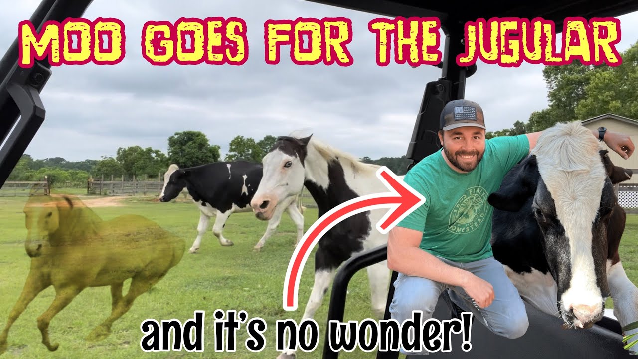 Moo Goes For The Jugular! (I think he was put up to it)