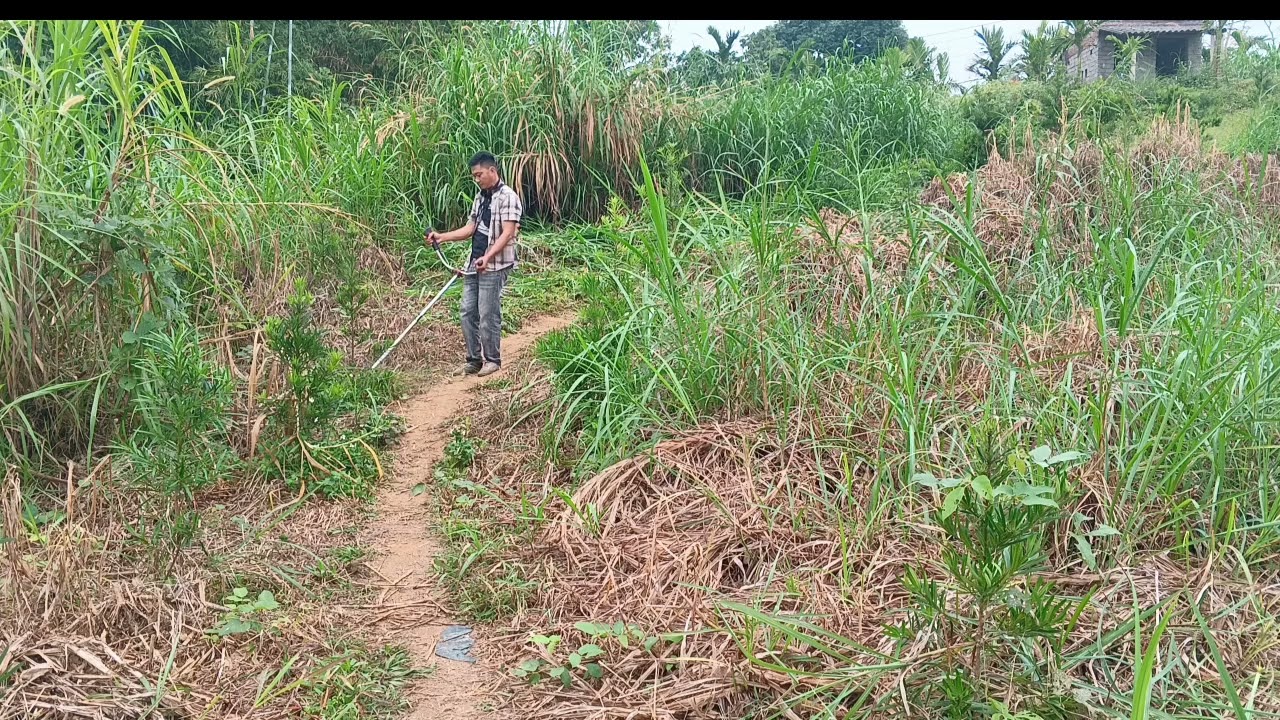 @ phát cỏ vườn cây 🌲 cỏ mọc nhanh hơn cây tùng. 