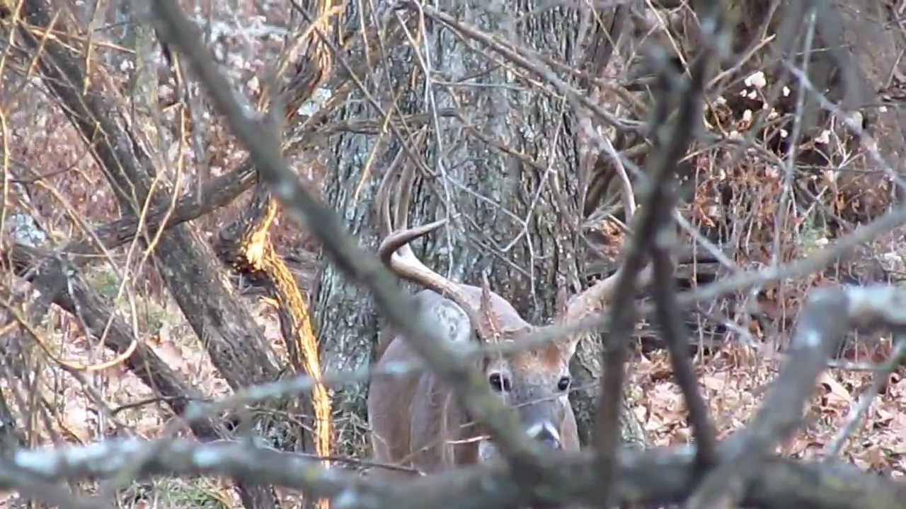 Rut Day 7, 2011