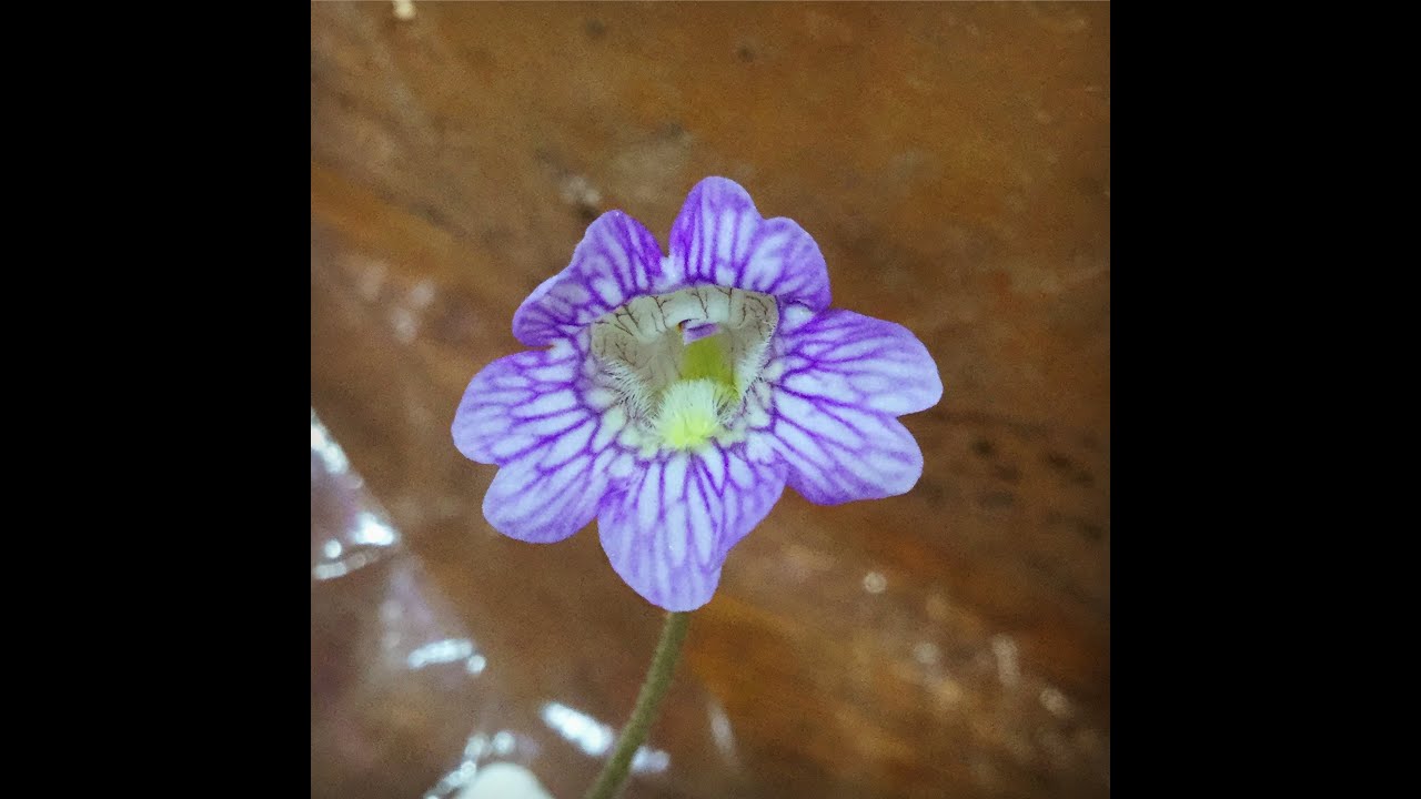 Southern Blue (butterwort): Pinguicula caerulea