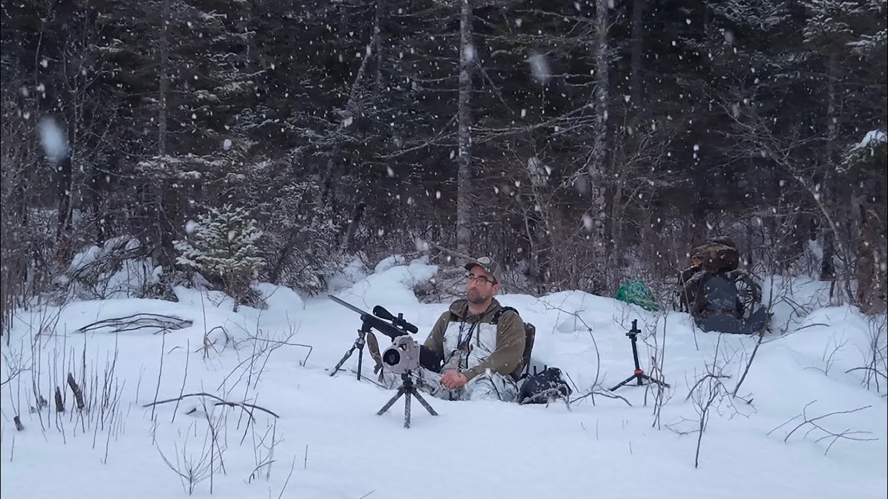 Coyote hunting: last minute trip