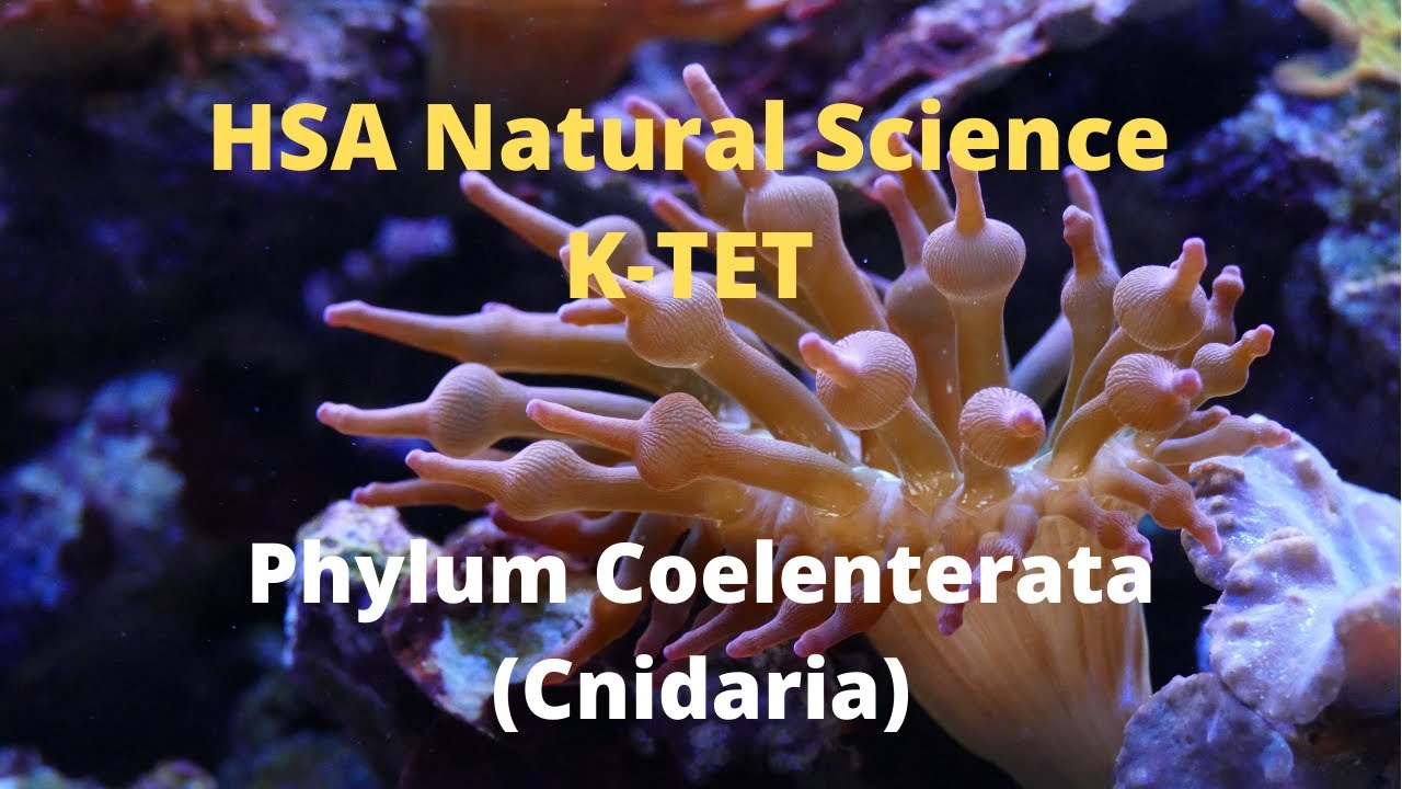 #NaturalScienceAcademy HSA Natural Science Phylum Coelenterata (Cnidaria)