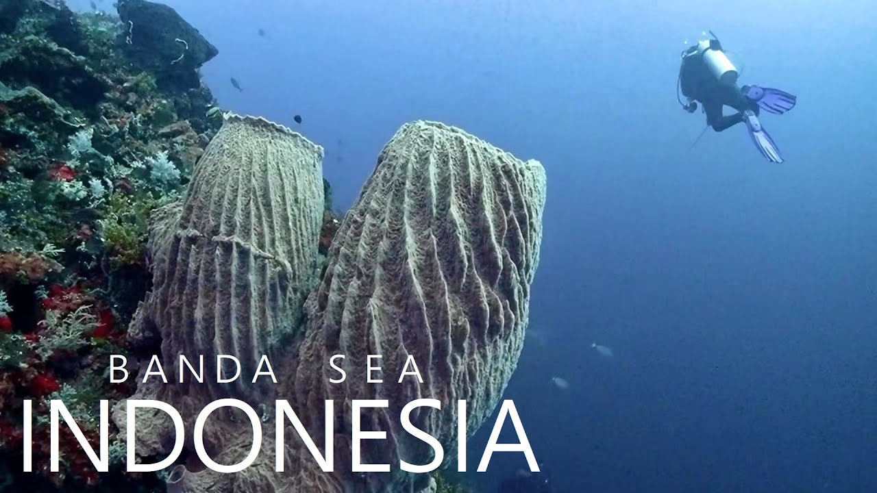 Scuba Diving - Banda Sea ,The Ring of Fire | MK Blue Manta Liveaboard 2022 【班達海】