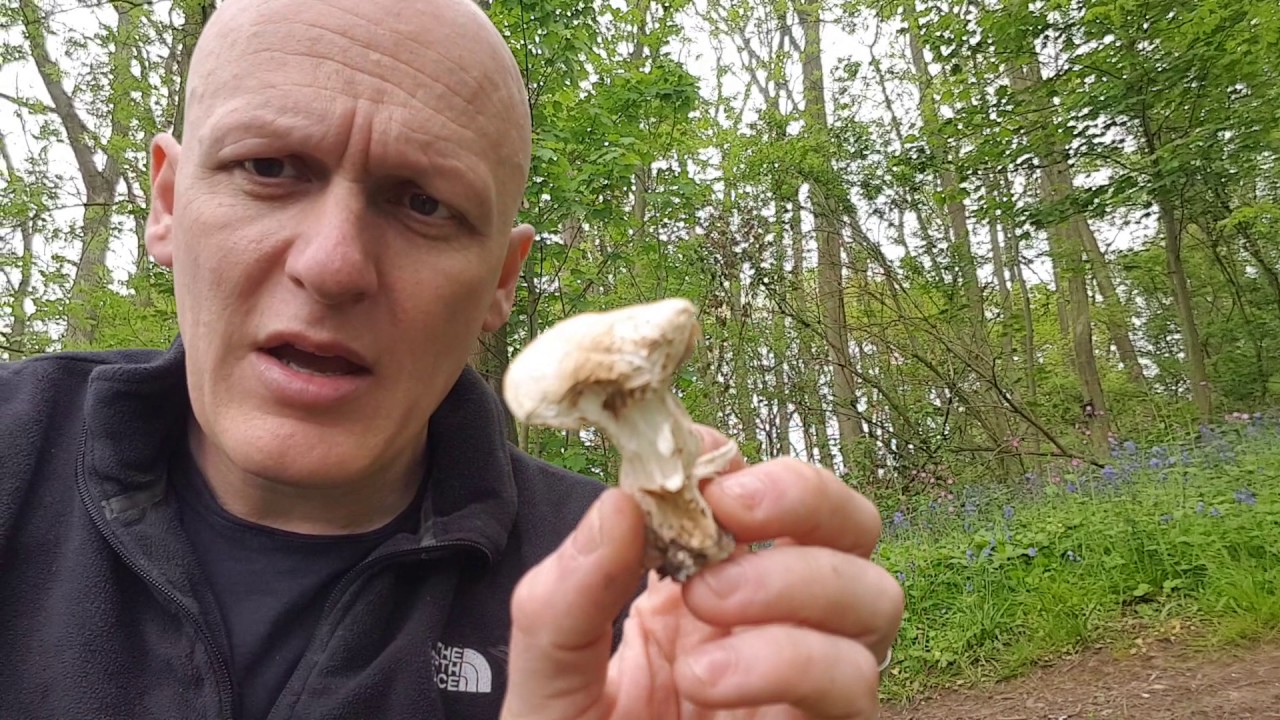St Georges Mushrooms