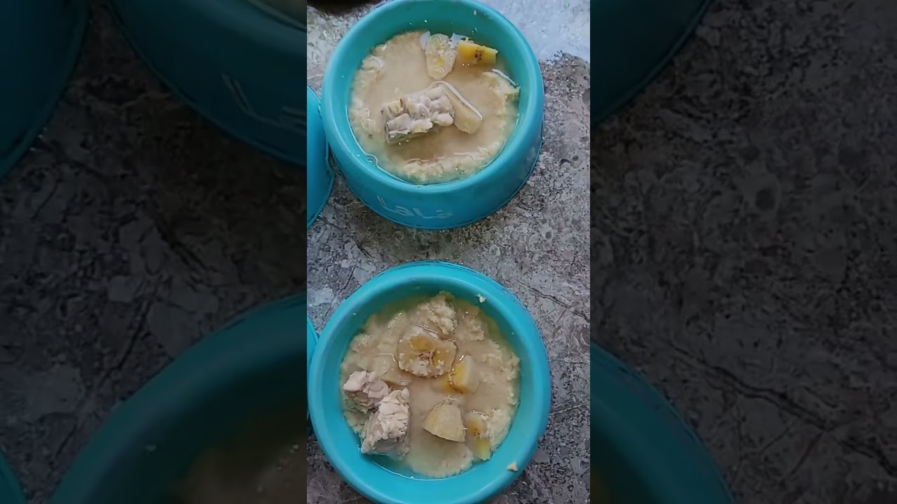 kucing kasih makan tempe rebus toping tempe rebus dan pisang rebus #viralvideo #fyp  