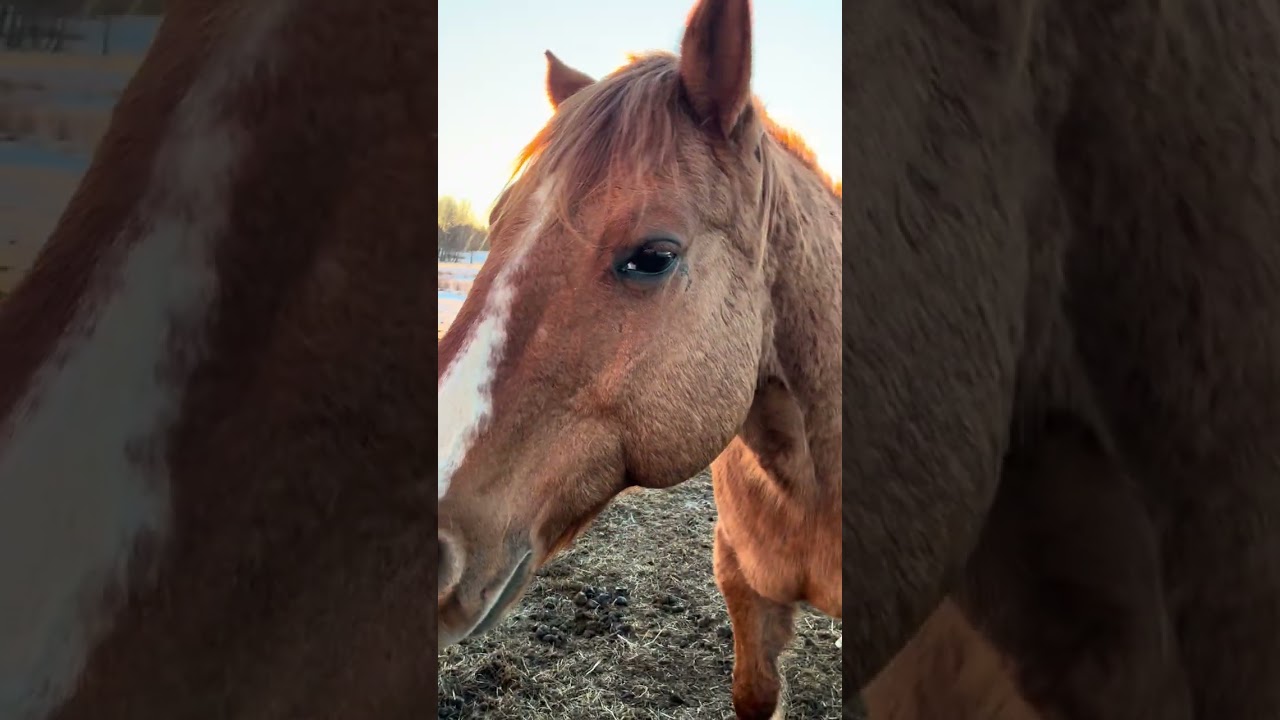 comment down below if you love your fur babies too #horse #farmlife #animals #farm #blueroan