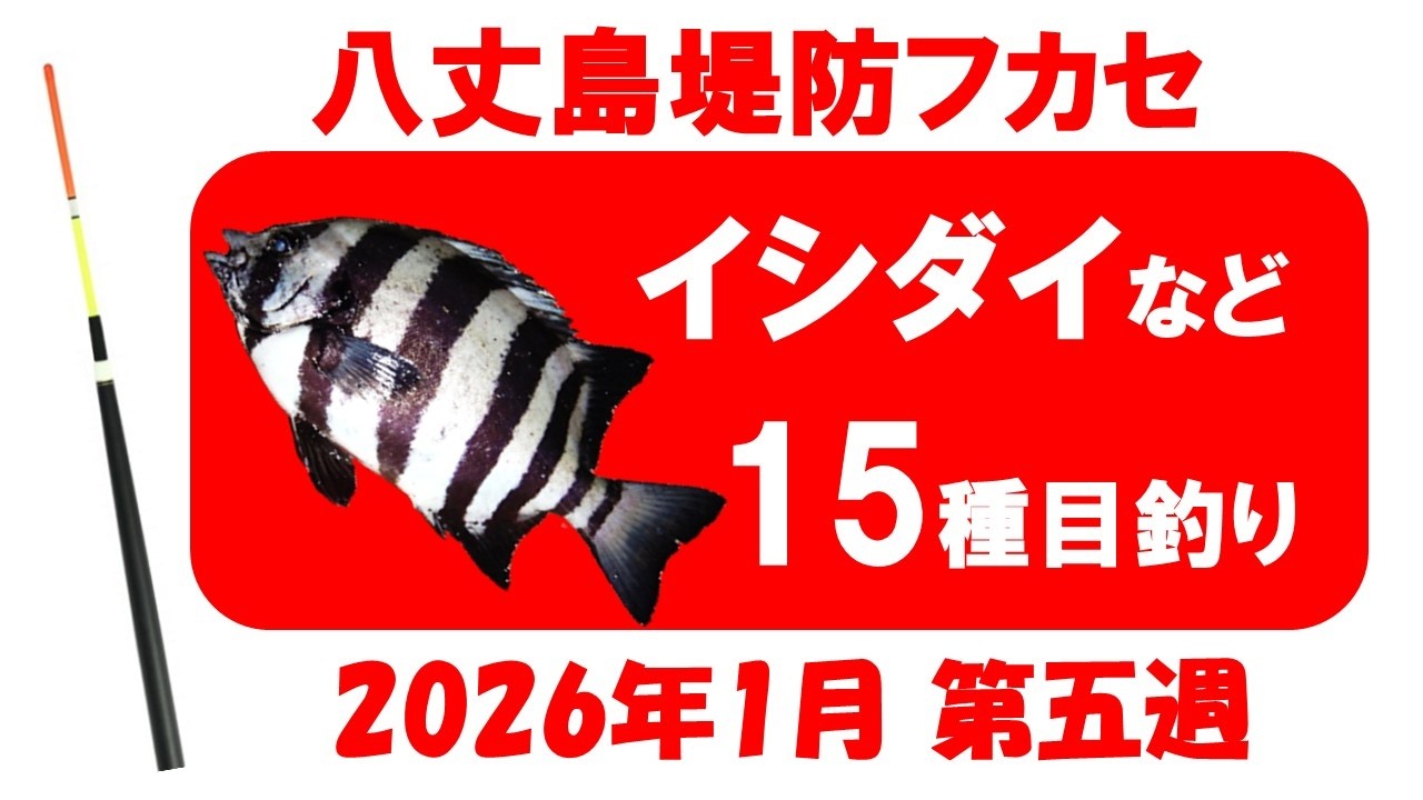 イシダイなど、15種目釣れました