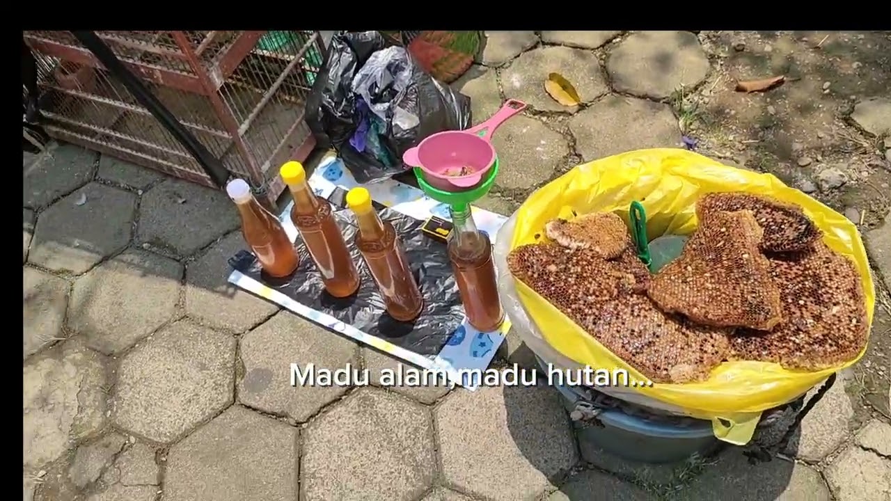 Jalan jalan Di Pasar Hewan Purbalingga 2026