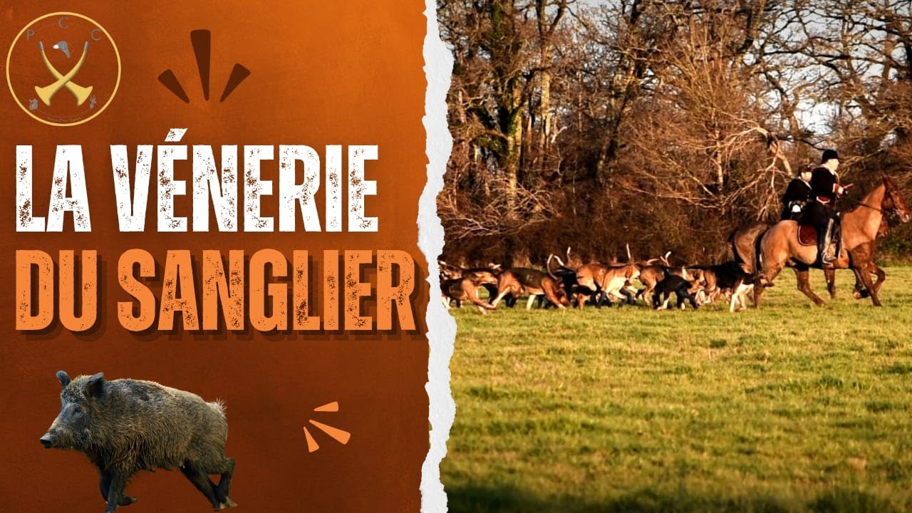 Chasse aux sangliers : 