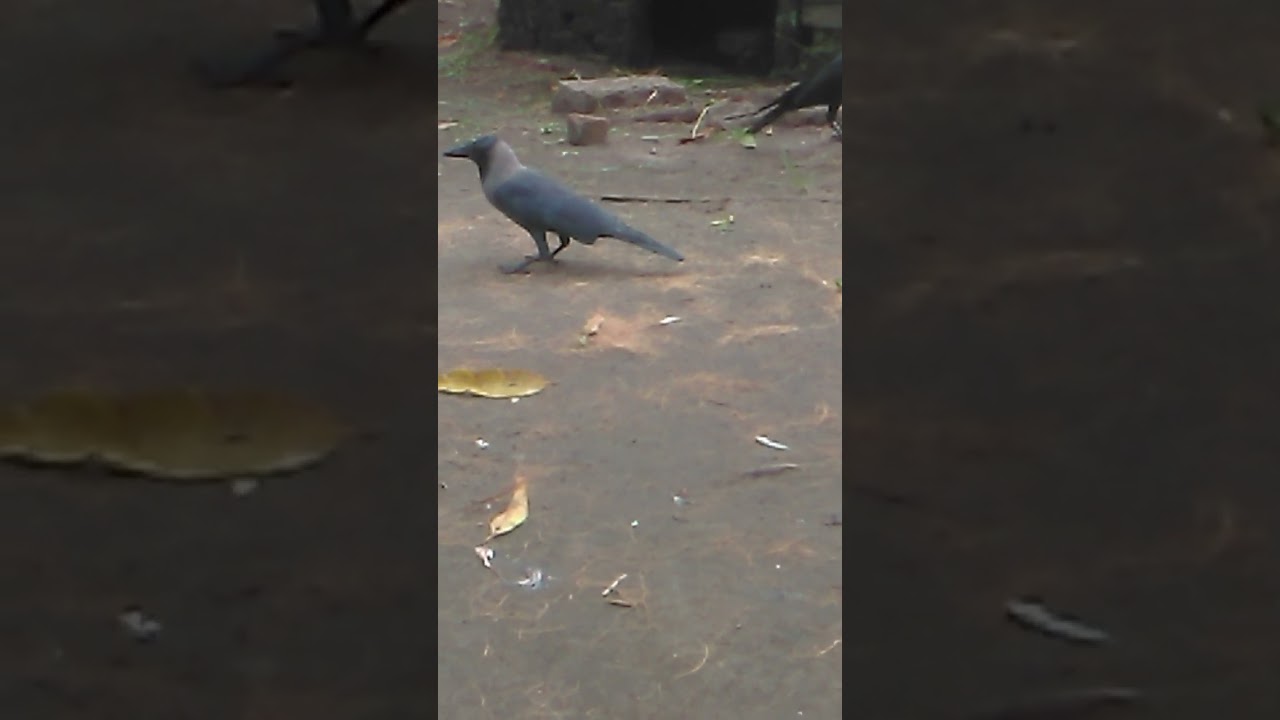 #kakka#