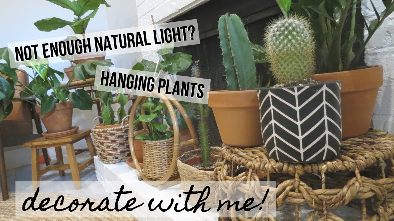 how to decorate with plants | 5 budget-friendly styling tips for your houseplants
