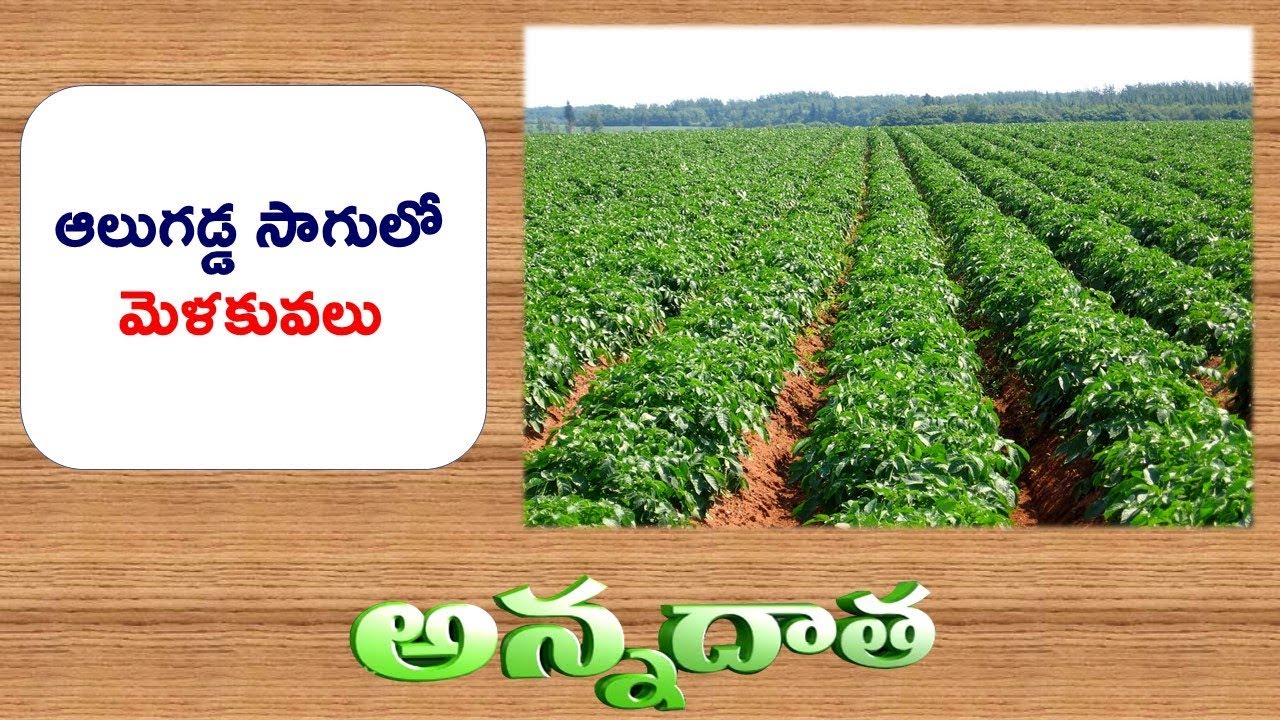 Tips for Potato Cultivation || ETV Anndata